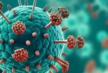 India alert after identification of new virus in China